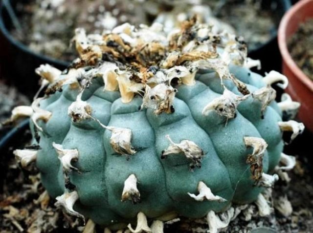 Lophophora_diffusa_v_koehresii